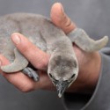 100 pics Baby Animals answers Penguin