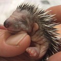 100 pics Baby Animals answers Porcupine