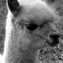 100 pics Baby Animals answers Alpaca