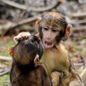 100 pics Baby Animals answers Macaques