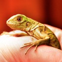 100 pics Baby Animals answers Iguana