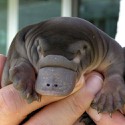 100 pics Baby Animals answers Platypus