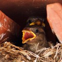100 pics Baby Animals answers Sparrow