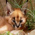 100 pics Baby Animals answers Caracal