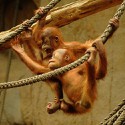 100 pics Baby Animals answers Orangutan