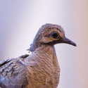 100 pics Baby Animals answers Dove