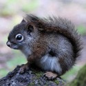 100 pics Baby Animals answers Red Squirrel