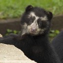 100 pics Baby Animals answers Spectacled Bear