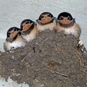 100 pics Baby Animals answers Swallows