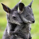 100 pics Baby Animals answers Wallabies