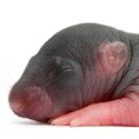 100 pics Baby Animals answers Rat