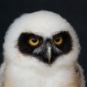 100 pics Baby Animals answers Spectacled Owl