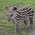 100 pics Baby Animals answers Tapir