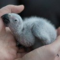 100 pics Baby Animals answers African Grey