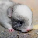 100 pics Baby Animals answers Chinchilla