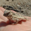 100 pics Baby Animals answers Horned Lizard