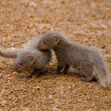 100 pics Baby Animals answers Mongooses