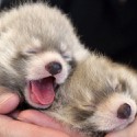 100 pics Baby Animals answers Red Pandas