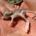 100 pics Baby Animals answers Kangaroo Rat