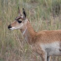 100 pics Baby Animals answers Pronghorn