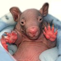100 pics Baby Animals answers Wombat