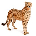 100 pics Cats answers Cheetah