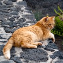 100 pics Cats answers Ginger Cat