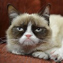 100 pics Cats answers Grumpy Cat