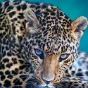 100 pics Cats answers Leopard