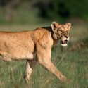 100 pics Cats answers Lioness