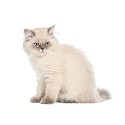 100 pics Cats answers Longhair