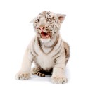 100 pics Cats answers White Tiger