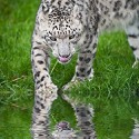 100 pics Cats answers Snow Leopard