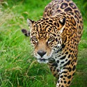 100 pics Cats answers Jaguar