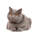 100 pics Cats answers Chartreux