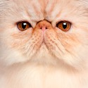 100 pics Cats answers Persian