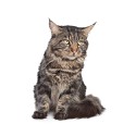 100 pics Cats answers Maine Coon
