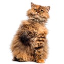 100 pics Cats answers Selkirk Rex