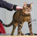 100 pics Cats answers Toyger