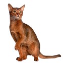 100 pics Cats answers Abyssinian