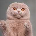 100 pics Cats answers Scottish Fold