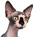 100 pics Cats answers Sphynx