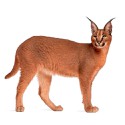 100 pics Cats answers Caracal