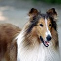 100 pics Movie Heroes answers Lassie