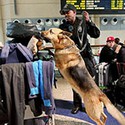 100 pics Airport answers Sniffer Dog