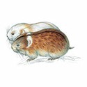 100 pics Animal Kingdom 1 answers Arctic Lemming