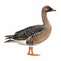100 pics Animal Kingdom 1 answers Bean Goose