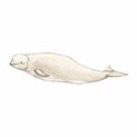 100 pics Animal Kingdom 1 answers Beluga Whale