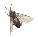 100 pics Animal Kingdom 1 answers Birch Sawfly