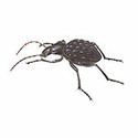 100 pics Animal Kingdom 1 answers Carabus Beetle